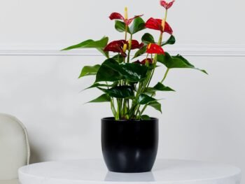 نبتة انتوريوم أحمر في أصيص سيراميك أسود