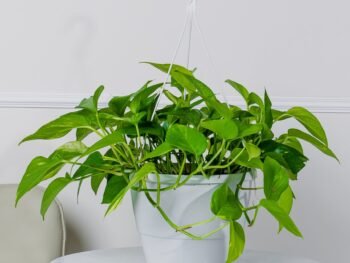 نبتة بوتس علاقي كبيرة في أصيص أبيض ري ذاتي