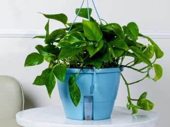 نبتة بوتس علاقي كبيرة في أصيص أزرق فاتح ري ذاتي