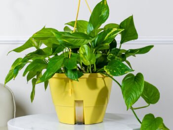 نبتة بوتس علاقي كبيرة في أصيص أصفر ري ذاتي