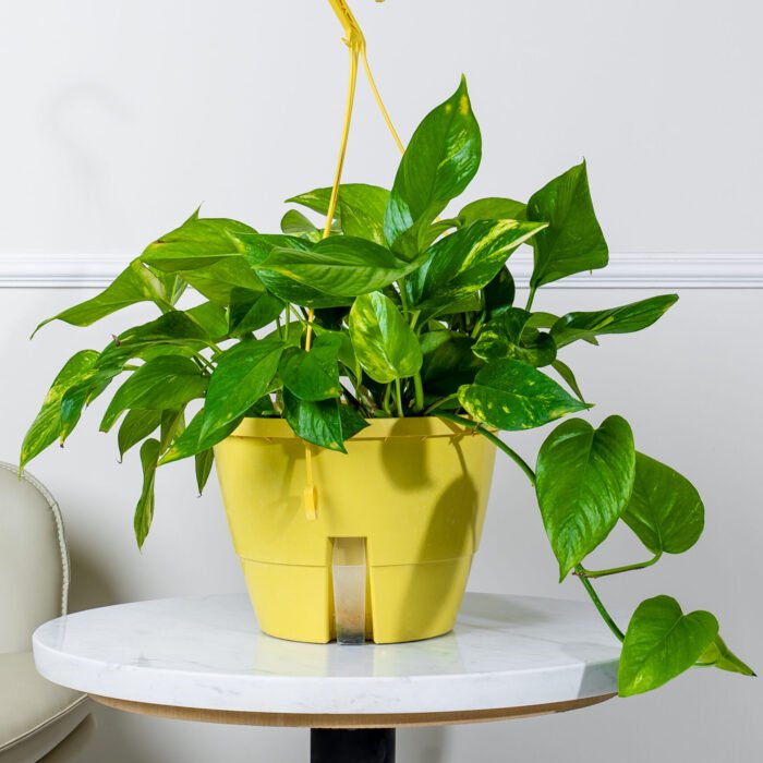 نبات بوتس الذهبي