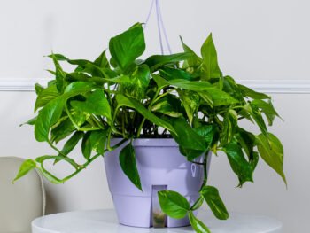 نبتة بوتس علاقي كبيرة في أصيص بنفسجي فاتح ري ذاتي