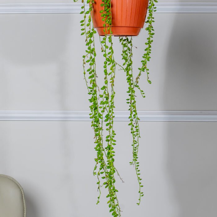 نبتة المسبحة علاقي