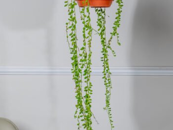 نبتة المسبحة علاقي