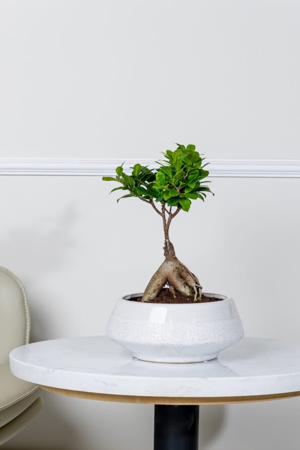 نبات البونساي