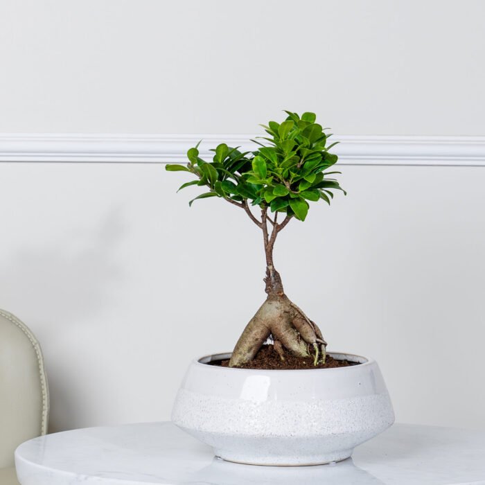 نبات البونساي