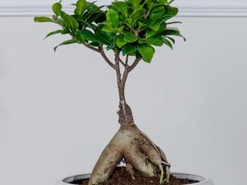 نبتة بونساي في أصيص سيراميك بيضاوي بشكل أنيق