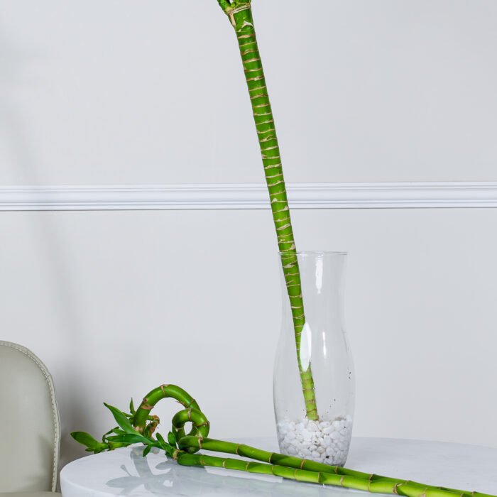 بامبو لوتس 70 سم