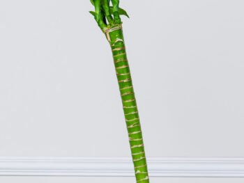 بامبو لوتس 70 سم