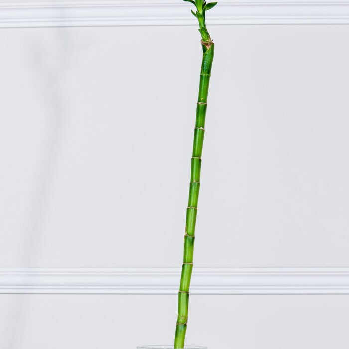 بامبو مستقيم 50 سم