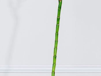 بامبو مستقيم 50 سم