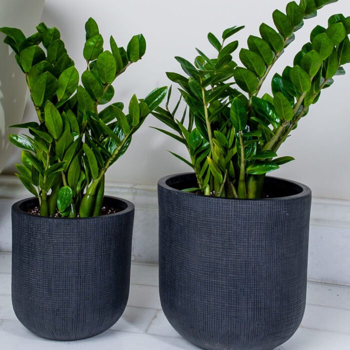 نبتة الزاميا الخصراء في حوض فايبر جلاس أسود أنيق .