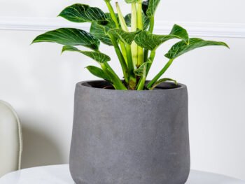 نبتة فيلوديندرون الاميرة الخضراء في حوض فايبر جلاس رمادي