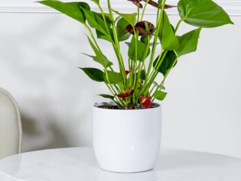 نبتة انتوريوم أحمر في أصيص سيراميك أبيض