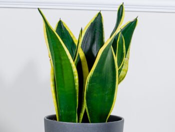 نبتة جلد النمر في أصيص سيراميك رصاصي غامق