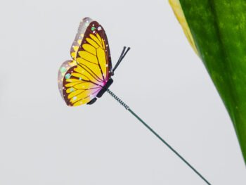 تغريسة فراشة