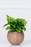 نبتة مونستيرا مونكي في أصيص سيراميك بتصميم جوز الهند