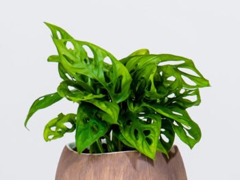 نبتة مونستيرا مونكي في أصيص سيراميك بتصميم جوز الهند