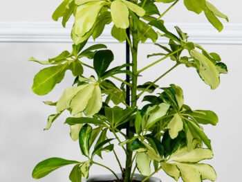 نبتة شفليرا ذهبية في أصيص سيراميك بتصميم جوز الهند