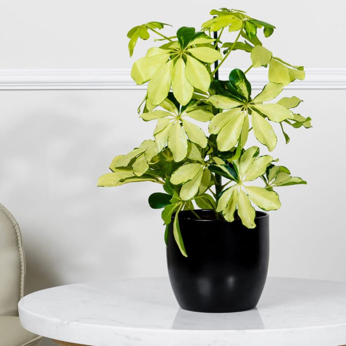 نبتة شفليرا ذهبية في أصيص سيراميك أسود