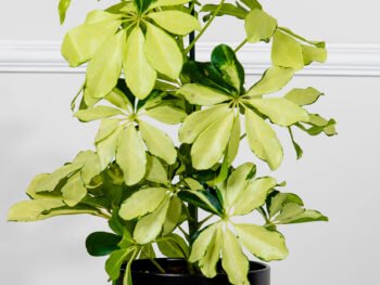 نبتة شفليرا ذهبية في أصيص سيراميك أسود