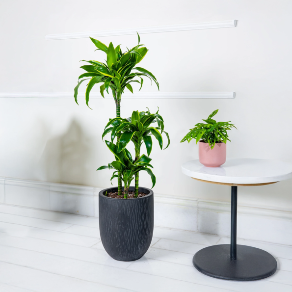 دراسينا دورادو