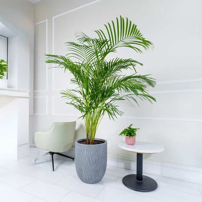 نبات الأريكا الداخلي