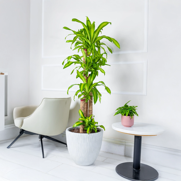 شجرة دراسينا ماسنجانا