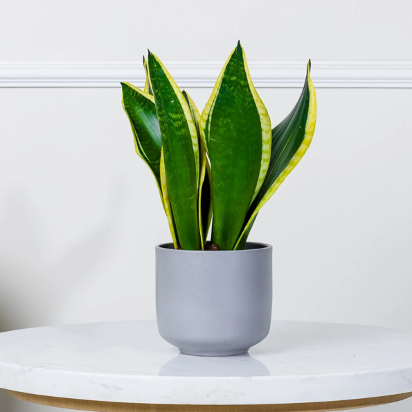 نبات سنسفيريا بارتفاع 40 سم