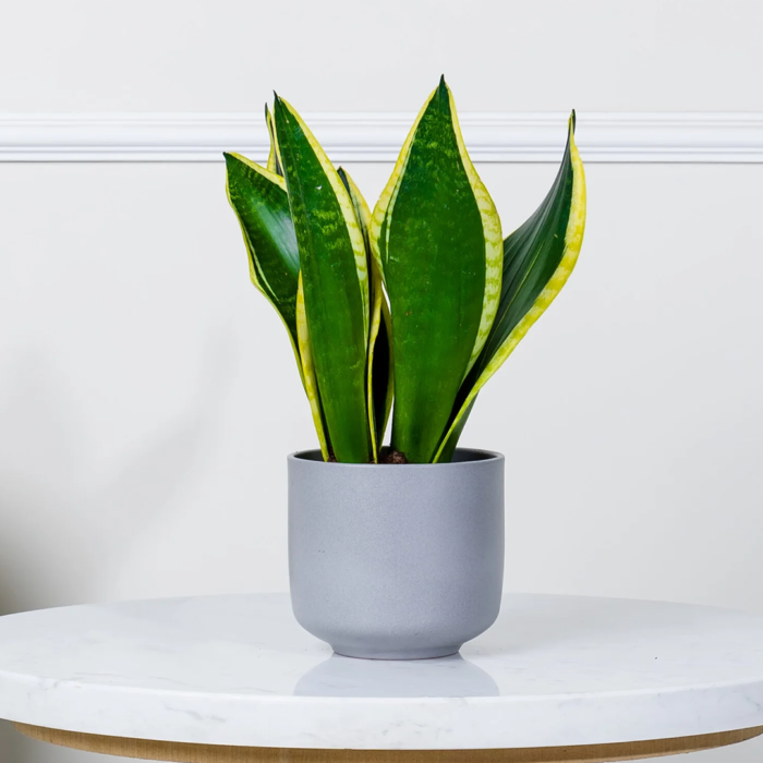 نبتة جلد النمر في أصيص سيراميك رمادي فاتح
