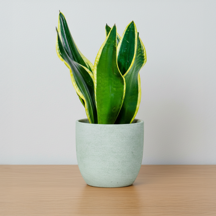 نبتة جلد النمر في أصيص فخار خشن أخضر