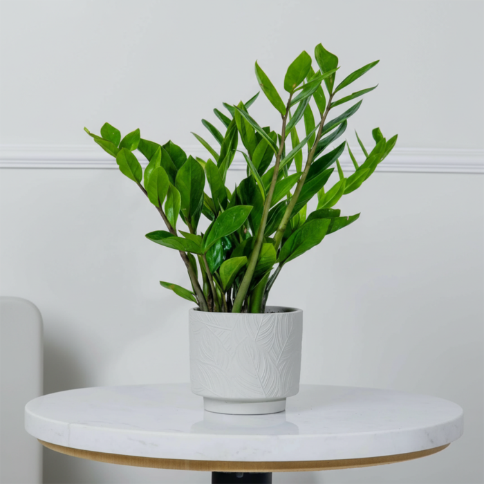 نبتة زاميا في اصيص سيراميك أبيض