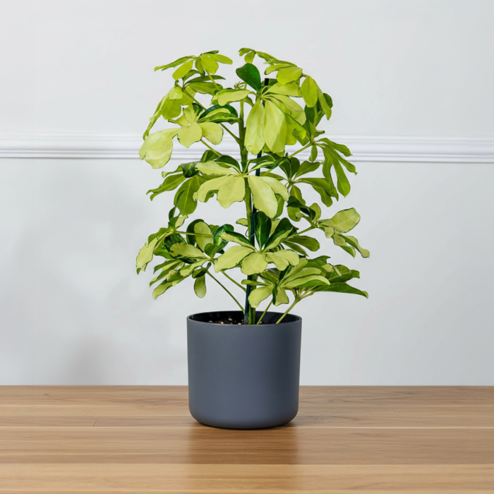 نبتة شفليرا ذهبية في أصيص رمادي