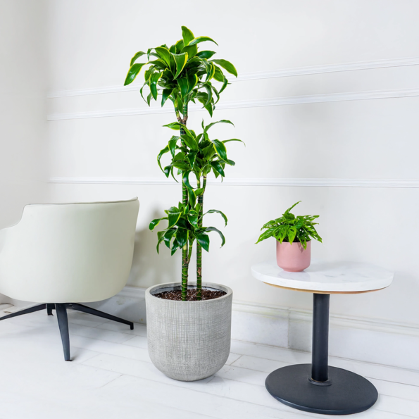 زرعة دراسينا دورادو 120 سم