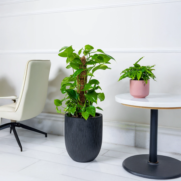 نبات الظل بوتس