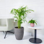 نبات نخيل الاريكا