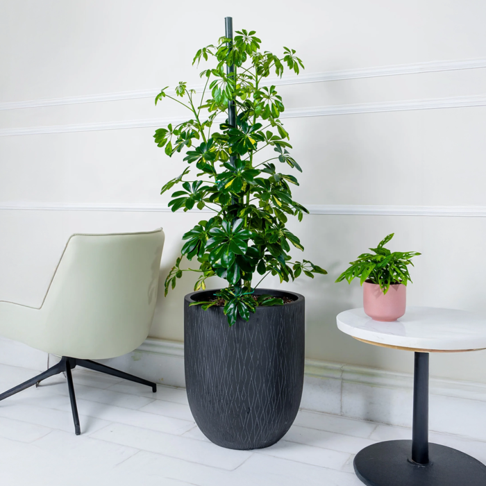 نبات شفريلا