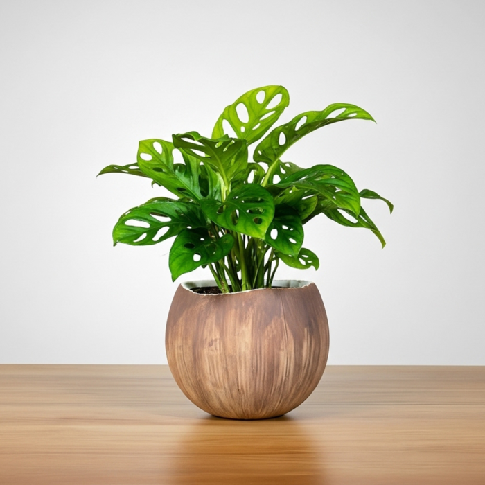 نبتة مونستيرا مونكي في أصيص سيراميك بتصميم جوز الهند