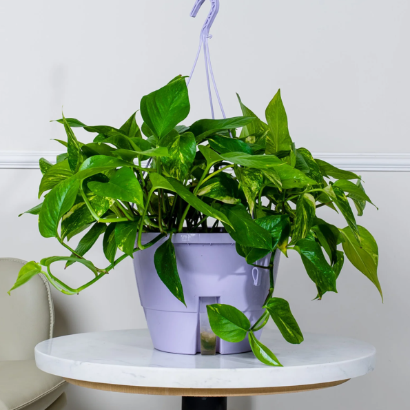 النبات المتسلق المنزلي