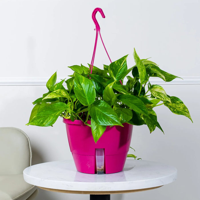 نبتة بوتس علاقي كبيرة في اصيص وردي ري ذاتي