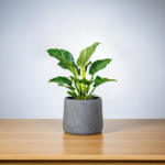 نبتة فيلوديندرون