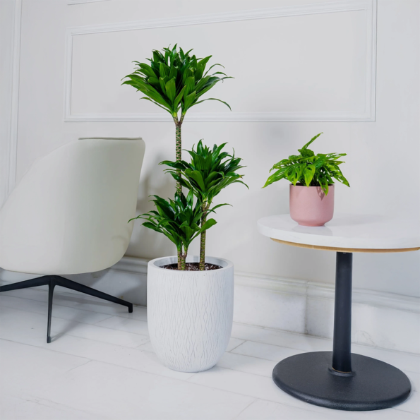 نبتة دراسينا كومباكتا