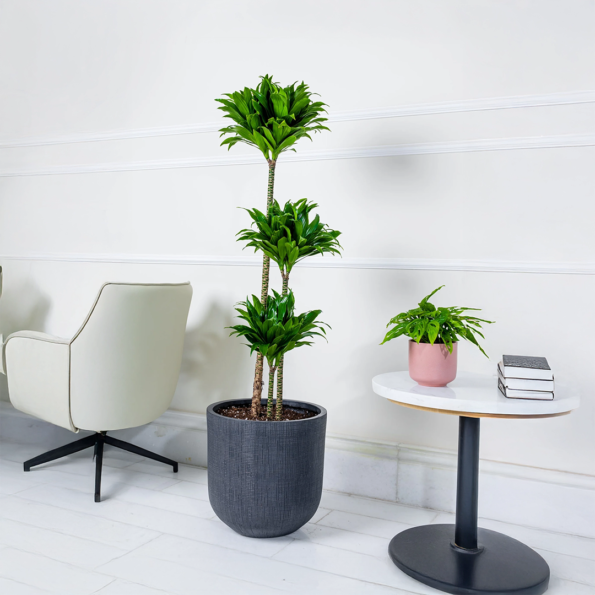 نبات دراسينا كومباكتا