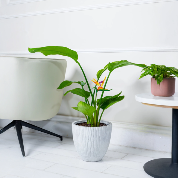 نبات عصفور الجنة الكبير