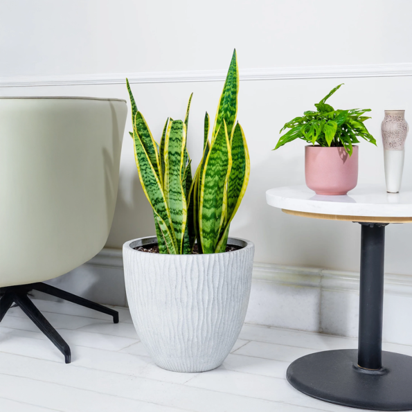 نبات جلد النمر​ منقي للهواء