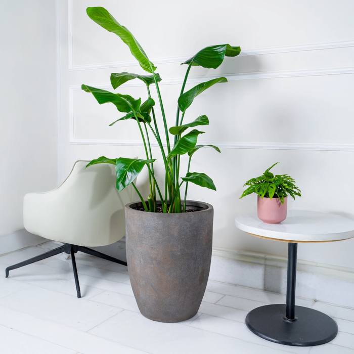 زرعة عصفور الجنة