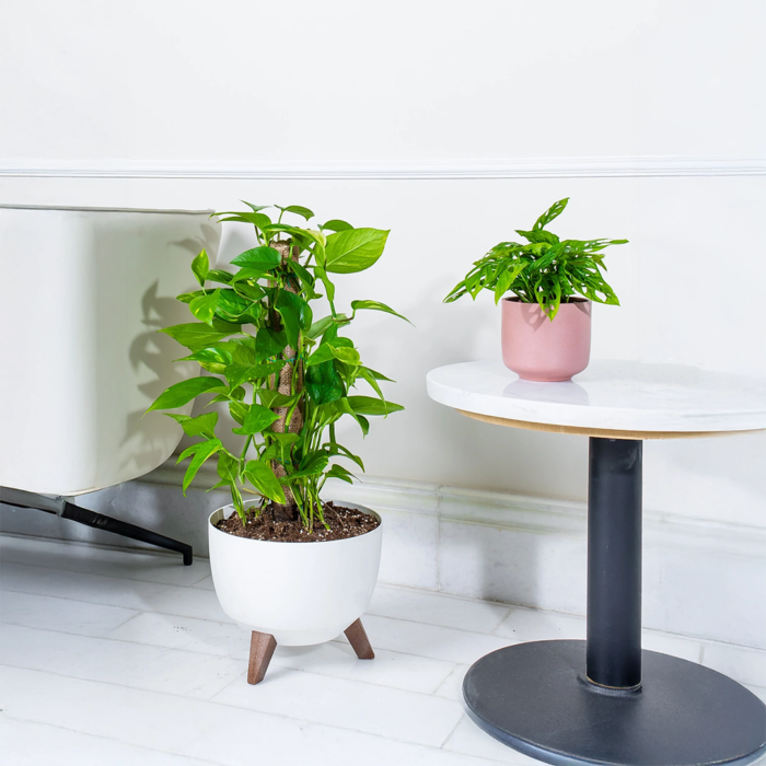 بوتس متسلق سهل العناية للمبتدئين