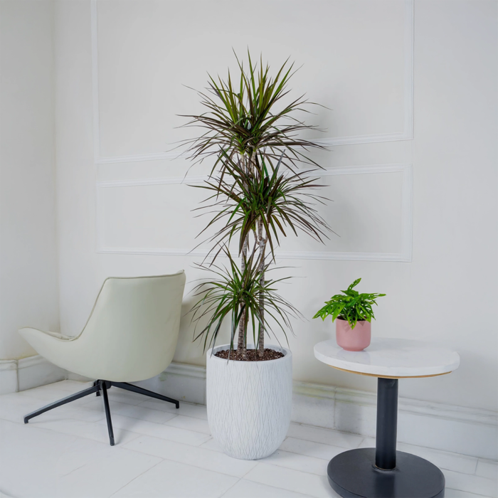 الدراسينا مارجيناتا 120 سم