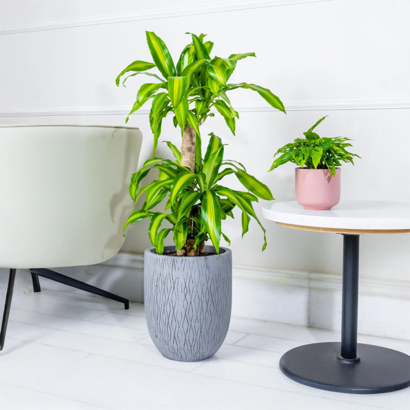 نبتة دراسينا ماسنجانا