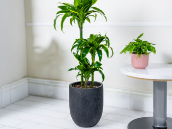 نبتة دراسينا دورادو 90 سم في حوض فايبر جلاس أسود